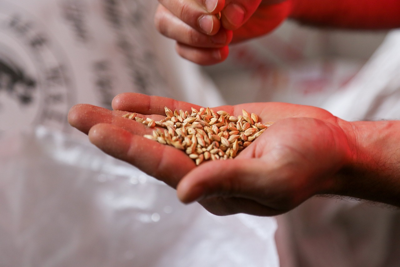 seeds, nature, man hand